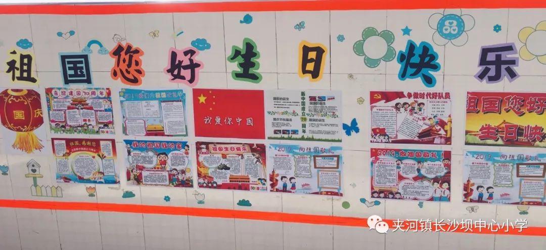 中国小动物保护协会直播分享两只被救助的猫咪状态